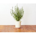 Click & Grow Smart Herb Garden refill Thyme 3pcs