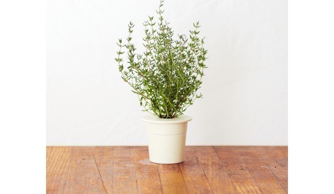 Click & Grow Smart Herb Garden refill Tüümian 3tk