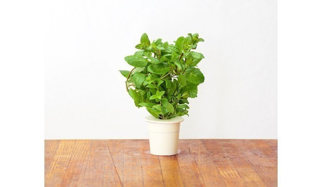 Click & Grow Smart Herb Garden refill Piparmünt 3tk