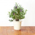 Click & Grow Smart Herb Garden refill Lavender 3pcs