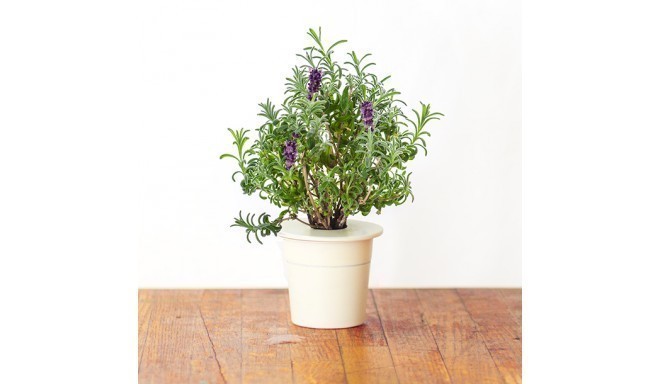 Click & Grow Smart Herb Garden refill Lavendel 3tk