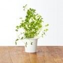 Click & Grow Smart Herb Garden refill Pune 3tk