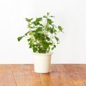 Click & Grow Smart Herb Garden refill Naistenõges 3tk