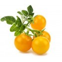 Click & Grow Smart Garden refill Yellow Mini Tomato 3pcs