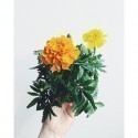 Click & Grow Smart Herb Garden Refill Marigold (3-pack)