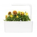 Click & Grow Smart Herb Garden refill Peiulill 3tk