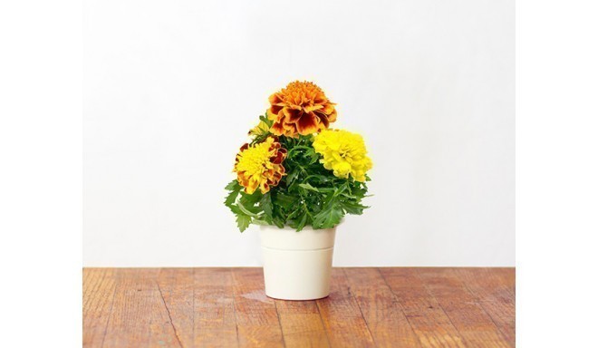 Click & Grow Smart Herb Garden refill Marigold (3-pack)