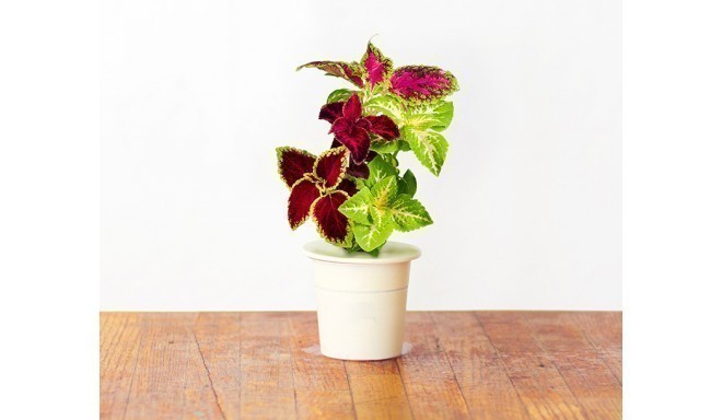 Click & Grow Smart Herb Garden refill Kirinõges 3tk