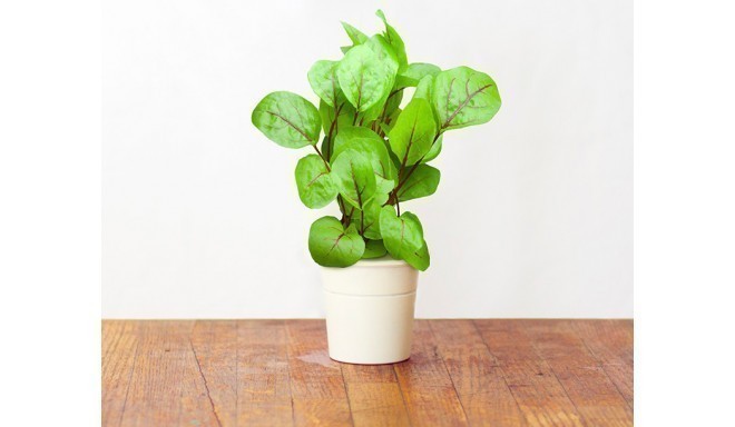 Click & Grow Smart Herb Garden refill Verev oblikas 3tk