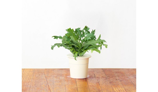 Click & Grow Smart Herb Garden кассета, Руккола (3 шт)