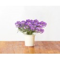 Click & Grow ü.aed Refill Sweet Alyssum3
