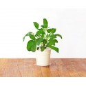Click & Grow Smart Herb Garden refill Sage (3-pack)