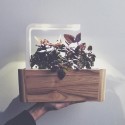 Click & Grow Smart Herb Garden refill Tai Basiilik 3tk