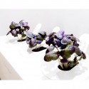 Click & Grow Smart Herb Garden refill Red Basil (3-pack)