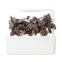 Click & Grow ü.aed Refill Tai Basiilik 3