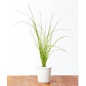 Click & Grow Smart Herb Garden refill Chives (3-pack)