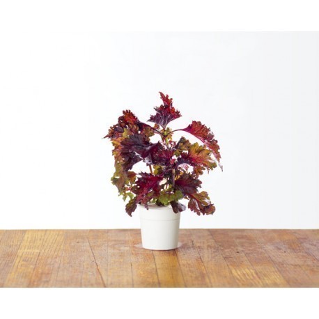 Click & Grow Smart Herb Garden refill Punane shiso 3tk