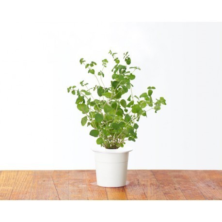 Click & Grow Smart Herb Garden refill Majoraan 3tk