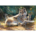 Castorland puzzle Wolf Family 1500pcs