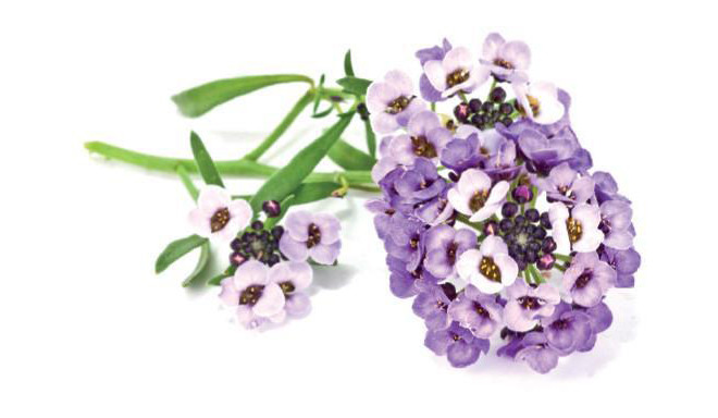 Click & Grow Smart Garden refill Sweet Alyssum 3pcs