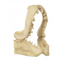 ZOLUX Dekoracja akw  czaszka dinozaura  model 2