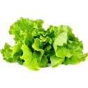 Click & Grow Smart Garden uzpilde Salāti 3gb.