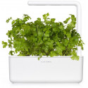 Click & Grow Smart Garden refill Harilik petersell 3tk