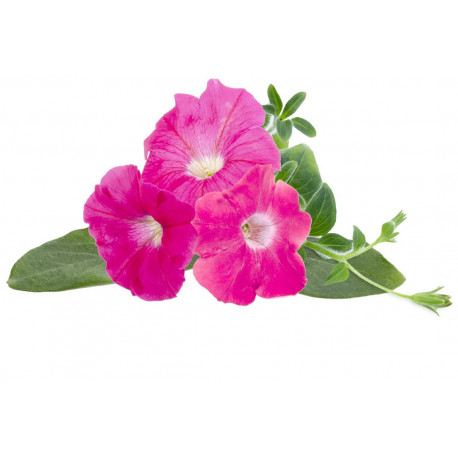 Click & Grow Smart Garden refill Pink Petunia 3pcs