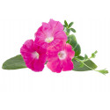 Click & Grow Smart Garden refill Roosa petuunia 3tk