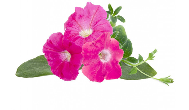 Click & Grow Smart Garden refill Roosa petuunia 3tk