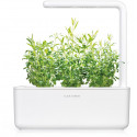 Click & Grow Smart Garden refill Иссо́п лека́рственный 3 шт
