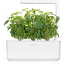 Click & Grow Smart Garden refill Thai Basil 3pcs