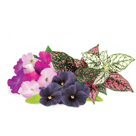 Click & Grow Plant Pod Vibrant Flower Mix 9pcs