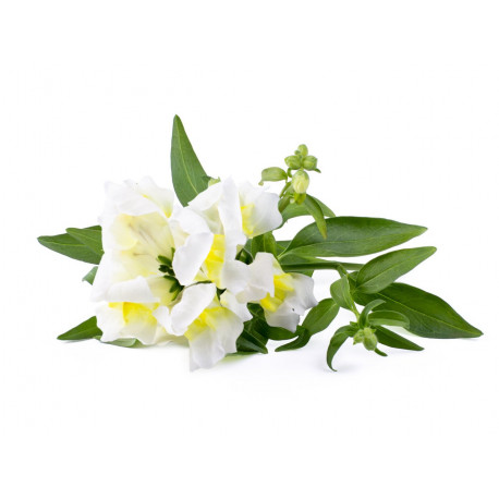 Click & Grow Smart Garden Refill White Snapdragon 3pcs
