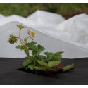 Katteloor - talv, 50g/m² 1,1 x 100m