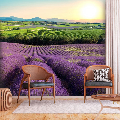 Fototapeet - Lavender Field - 400x280