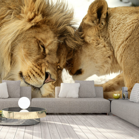 Fototapeet - Lion Tenderness - 200x140