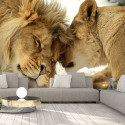 Fototapeet - Lion Tenderness - 200x140 Fototapeet - Lion Tenderness - 200x140