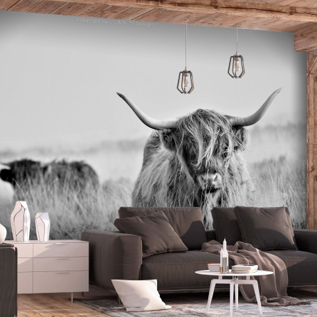 Fototapeet - Highland Cattle - 400x280