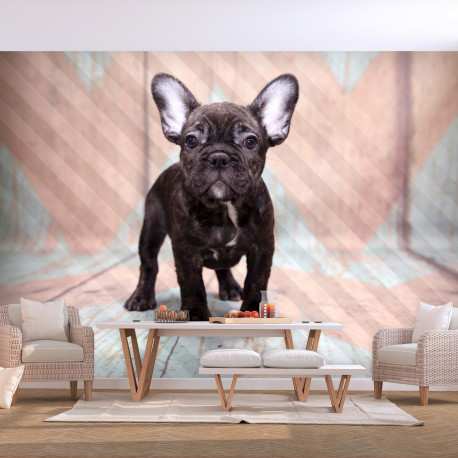 Fototapeet - French Bulldog - 300x210