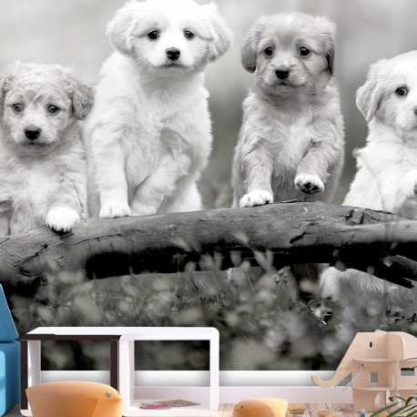 Fototapeet - Four Puppies - 400x280