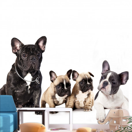 Fototapeet - French Dogs - 450x315