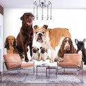 Fototapeet - Dog Integration - 450x315