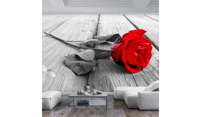 Fototapeet - Abandoned Rose - 250x175