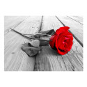 Fototapeet - Abandoned Rose - 250x175