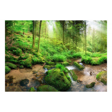 Fototapeet - Humid Forest - 350x245