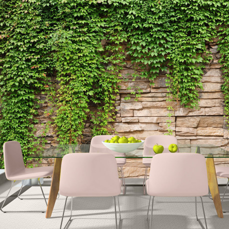 Fototapeet - Ivy wall - 300x210