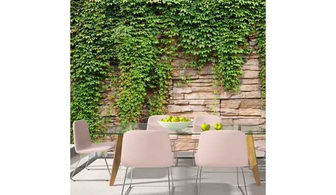 Fototapeet - Ivy wall - 400x280