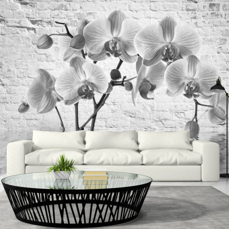 Fototapeet - Orchid in Shades of Gray - 400x280