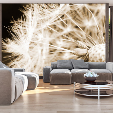 Fototapeet - Dandelion - sepia - 150x105